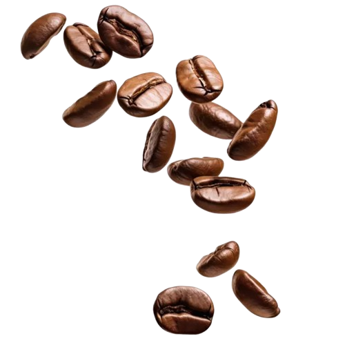Biji Kopi Talacia